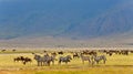 View of herds of zebras and gnus grazing in the Serengeti, Tanzania, Africa