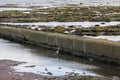 A view of an heron fishing along a rocky beach at low tide along the Moray coast in Scotland Royalty Free Stock Photo