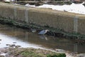 A view of an heron fishing along a rocky beach at low tide along the Moray coast in Scotland Royalty Free Stock Photo