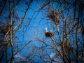 View on herons in nest against lue sky Royalty Free Stock Photo