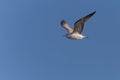 Herring gull flying in blue sky Royalty Free Stock Photo