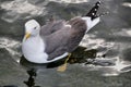 A view of a Herring Gull