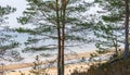 View from the high bank through the pines of the Gulf of Riga in Latvia