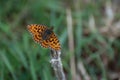 High Brown Fritillary Argynnis adippe orange butterfly