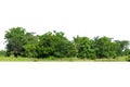 View of a High definition Treeline isolated on a white background Royalty Free Stock Photo