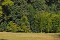 Treeline isolated on a white background, Green trees, Forest and foliage in summer Royalty Free Stock Photo