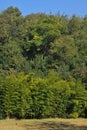 Treeline isolated on a white background, Green trees, Forest and foliage in summer Royalty Free Stock Photo