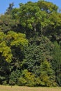 Treeline isolated on a white background, Green trees, Forest and foliage in summer Royalty Free Stock Photo