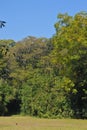 Treeline isolated on a white background, Green trees, Forest and foliage in summer Royalty Free Stock Photo