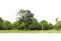 View of a High definition Treeline isolated on a white background Royalty Free Stock Photo