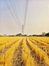 The view of the high voltage power cable tower looks bright and yellow from the plants Royalty Free Stock Photo