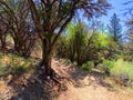 view hike trail forest mountain park landscape travel lake outdoor scenic