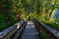 View of Hiking Path in Green and Vibrant Rain Forest Royalty Free Stock Photo