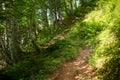 View of a hiking trail in the mountains leading through a natural misty forest with sunlight Royalty Free Stock Photo