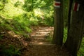 View of a hiking trail in the mountains leading through a natural misty forest with sunlight Royalty Free Stock Photo