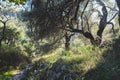 View of hiking trail from Paleokastritsa to Lakones, Old Donkey path, Corfu, Kerkyra, Greece, Ionian sea islands, with olive grove Royalty Free Stock Photo