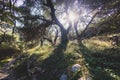 View of hiking trail from Paleokastritsa to Lakones, Old Donkey path, Corfu, Kerkyra, Greece, Ionian sea islands, with olive grove Royalty Free Stock Photo