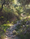 View of hiking trail from Paleokastritsa to Lakones, Old Donkey path, Corfu, Kerkyra, Greece, Ionian sea islands, with olive grove Royalty Free Stock Photo