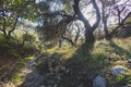 View of hiking trail from Paleokastritsa to Lakones, Old Donkey path, Corfu, Kerkyra, Greece, Ionian sea islands, with olive grove Royalty Free Stock Photo