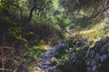 View of hiking trail from Paleokastritsa to Lakones, Old Donkey path, Corfu, Kerkyra, Greece, Ionian sea islands, with olive grove Royalty Free Stock Photo