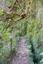 Hiking walkway in Caldeirao Verde levadas wild nature, Madeira