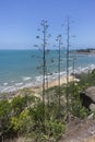 Tall agave spikes against a beach landscape