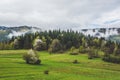 View on a hill covered with coniferous trees