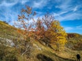 A view of a hill covered in grass and colorful trees on a serene calming autumn day while taking a relaxing walk in the natural