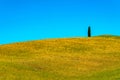 View of the hill of a cypress tree in hilly Tuscany