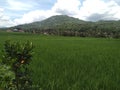 View, Hill, Mountain, Rice Field