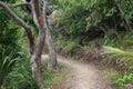 Hillary Trail in Waitakere Ranges regional park