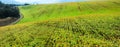 View of hills lines of young winter wheat shoots on field