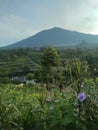 the view of the hills on Mount Merbabu is very beautiful and special Royalty Free Stock Photo