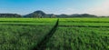 View of hills and rice fields in the village Royalty Free Stock Photo