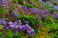 A hillside with lavender colored flowers and lush green leaves all around