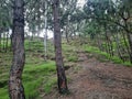 A View of a Hilly Forest