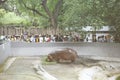 View of the hippo Dusit Zoo,