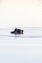 A view of hippo in a river at sunset