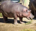 View of hippopotamus standing on the ground