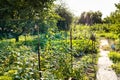 View of home garden illuminated by evening sun