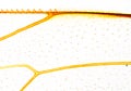 Bee wing - microscopic view Royalty Free Stock Photo