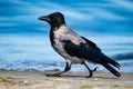 A view of a hooded crow on the beach at Ahlbeck on the Baltic Sea Royalty Free Stock Photo