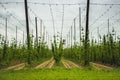 View of hops field