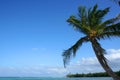 View of the horizon with blue sky, reef and palm tree against the wind Royalty Free Stock Photo