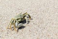 View of a  horned ghost crab Royalty Free Stock Photo