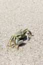 View of a  horned ghost crab Royalty Free Stock Photo