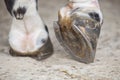 View of horse foot hoof outside stables