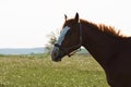 A view of a horse head with a lawn in the background Royalty Free Stock Photo