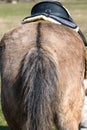 View of horse tail, close up. Black saddle on the gray horse back Royalty Free Stock Photo