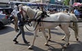 View of horses drawing carriage during Indian Jain community procession